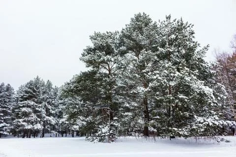 Winter in the forest Stock Photos