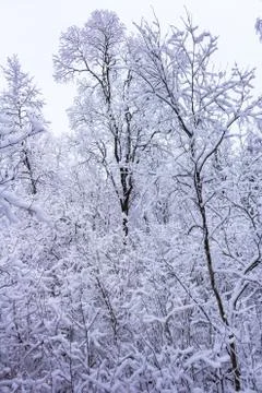 Winter in the forest Stock Photos