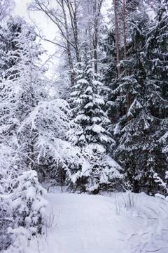 Winter in the forest Foto stock