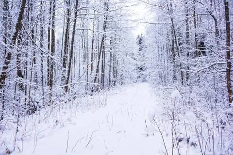 Winter in the forest Stock Photos