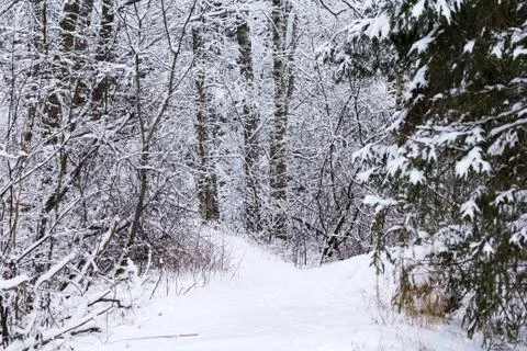 Winter in the forest Stock Photos