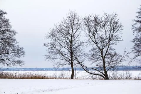 Winter in the forest Stock Photos