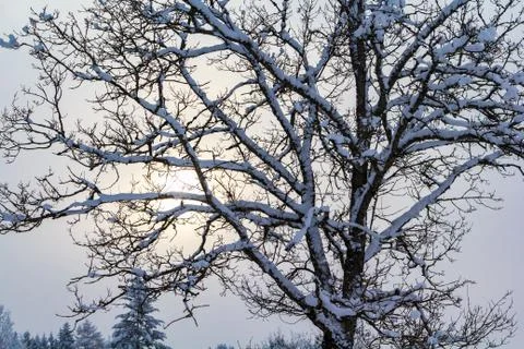 Winter in the forest Stock Photos