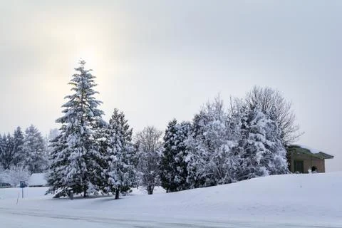 Winter in the forest Stock Photos