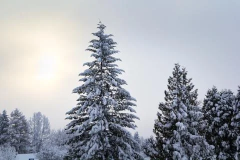 Winter in the forest Stock Photos