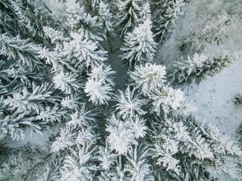 Winter forest Stock Photos