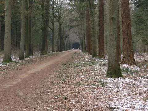 Winter in forest 스톡 사진