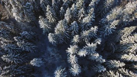 Winter forest Stock Photos