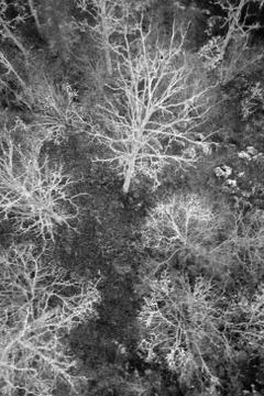 Winter forest  Stock Photos