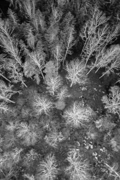 Winter forest Stock Photos