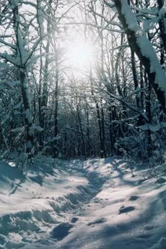 Winter forest Stock Photos