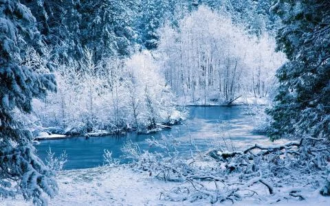 Winter in the forest Stock Photos