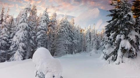 Winter in the forest Stock Photos