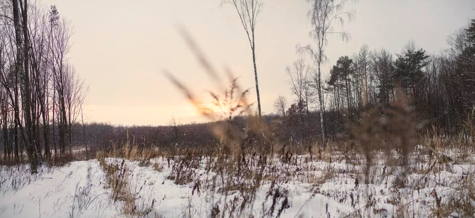Winter forest Stock Photos