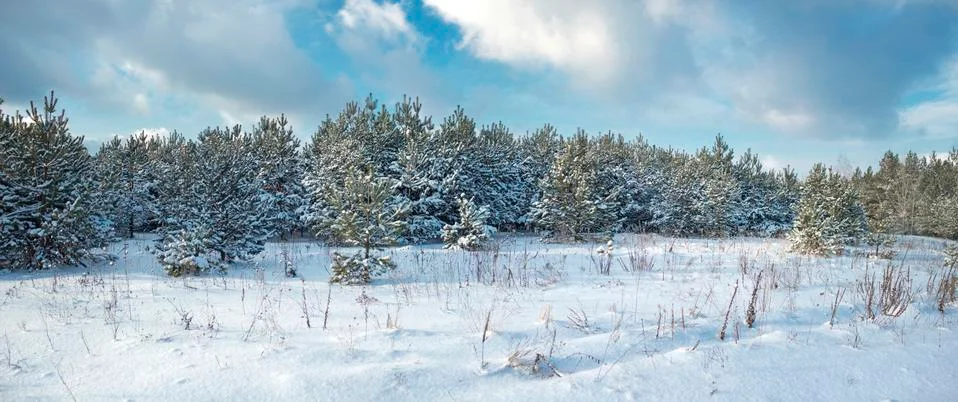 Winter forest Stock Photos