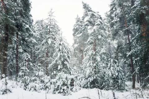 Winter forest Stock Photos