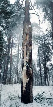 Winter forest Stock Photos