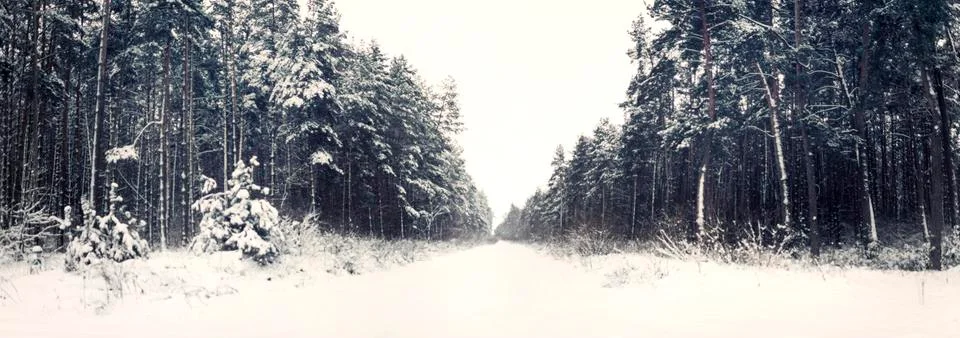 Winter forest Stock Photos