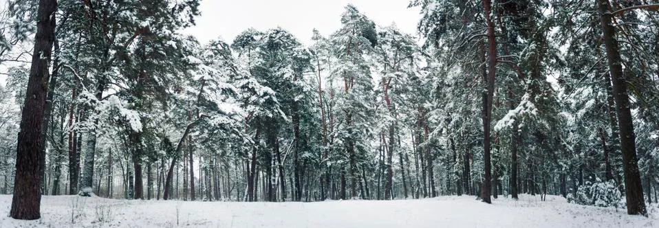 Winter forest Фото