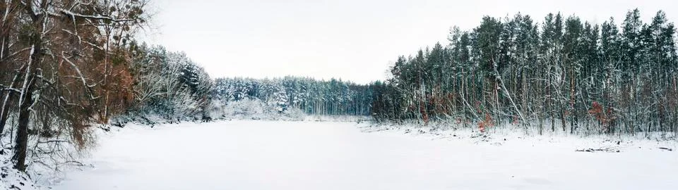 Winter forest Stock Photos