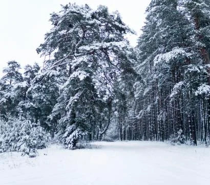 Winter forest Stock Photos