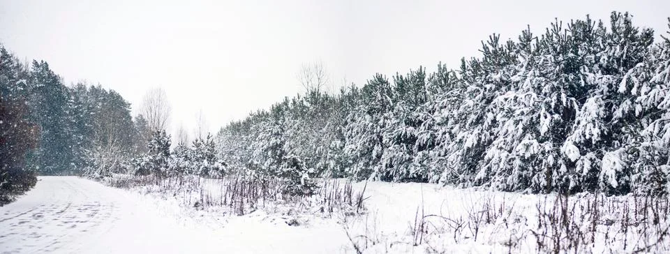 Winter forest Stock Photos