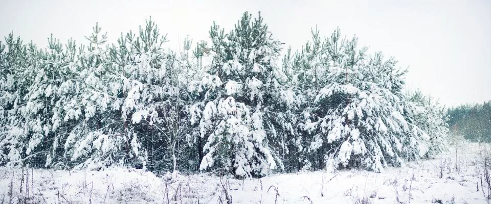 Winter forest Stock Photos