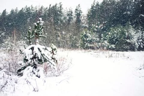 Winter forest Stock Photos