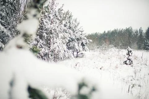 Winter forest Фото