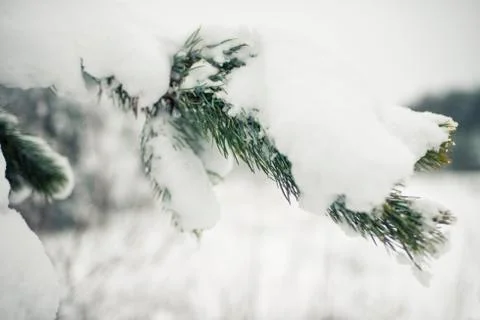 Winter forest Фото