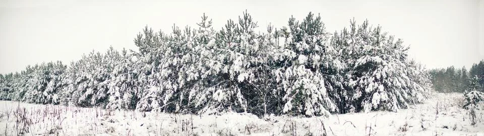 Winter forest Фото