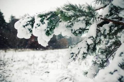 Winter forest Stock Photos