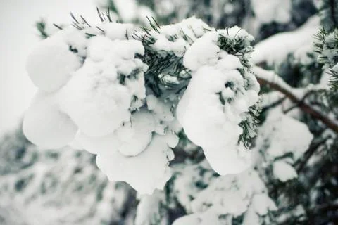 Winter forest Фото