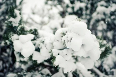 Winter forest Фото