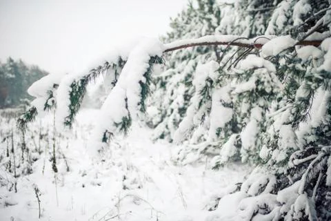 Winter forest Фото