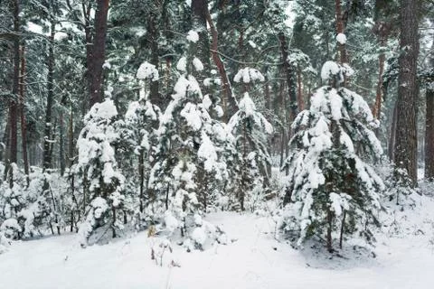 Winter forest Stock Photos