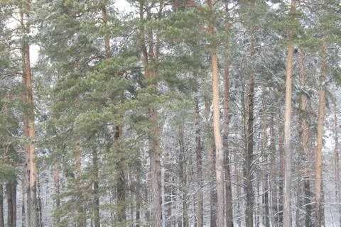 Winter forest Stock Photos