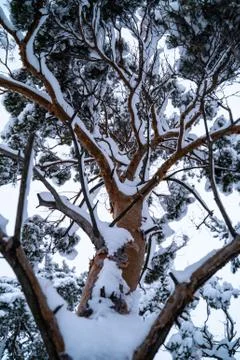 Winter forest Stock Photos