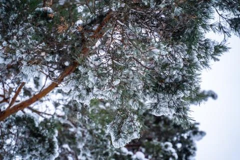 Winter forest Stock Photos