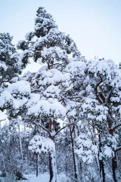 Winter forest Stock Photos