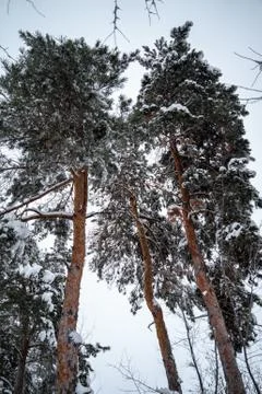 Winter forest Stock Photos