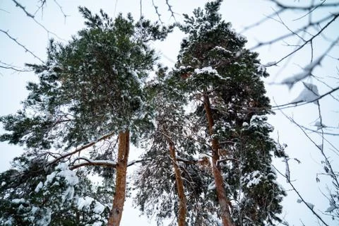 Winter forest Stock Photos