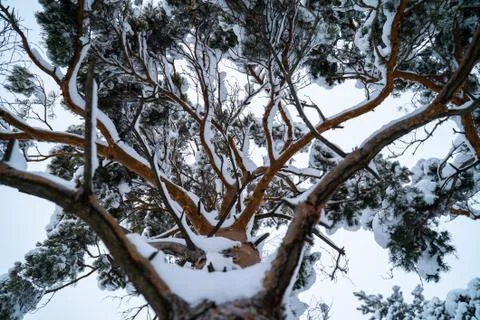 Winter forest Stock Photos
