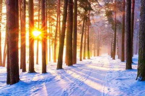 Winter forest Stock Photos