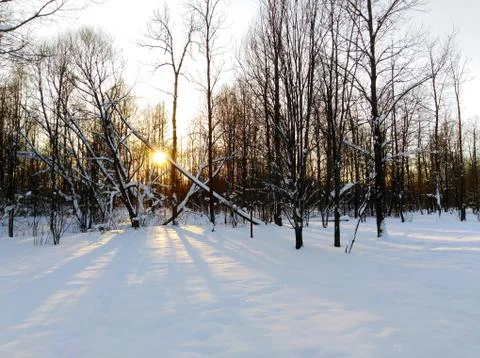 Winter Forest Foto stock