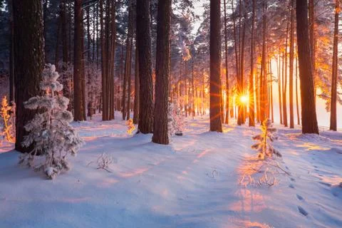 Winter forest Foto stock