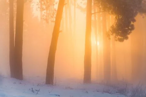 Winter forest Stock Photos