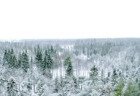 Winter forest Stock Photos