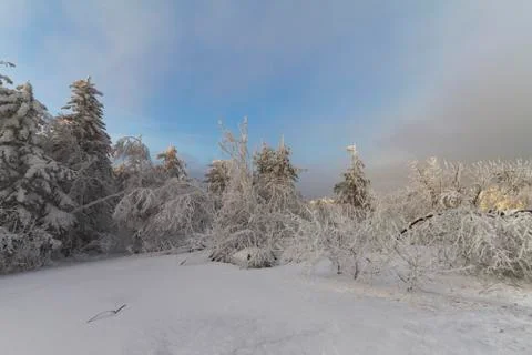 Winter forest Stock Photos