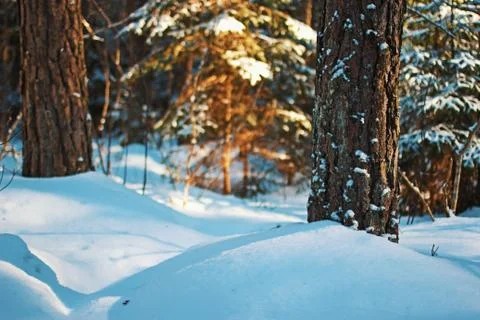 Winter forest Stockfoto's